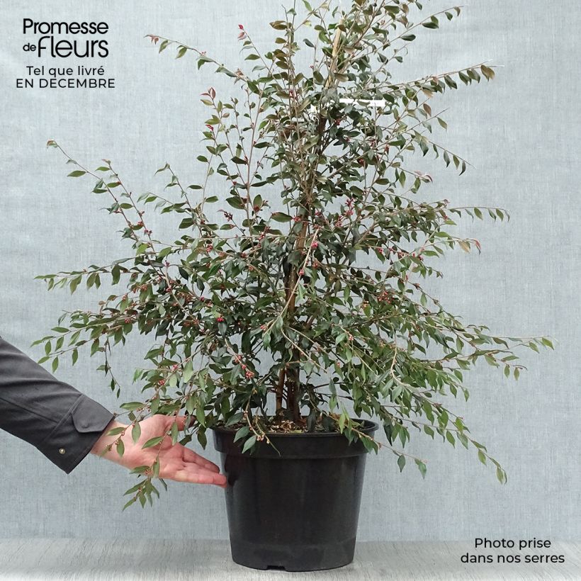 Camellia rosthoriana Cupido 7.5L/10L pot sample as delivered in winter