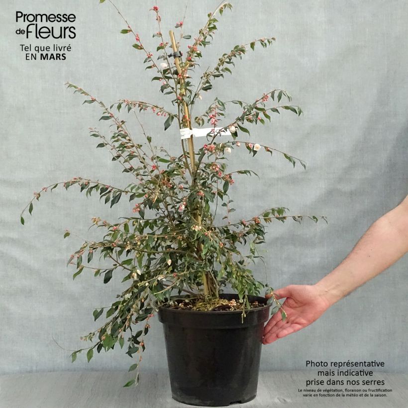 Camellia rosthoriana Cupido 7.5L/10L pot sample as delivered in spring