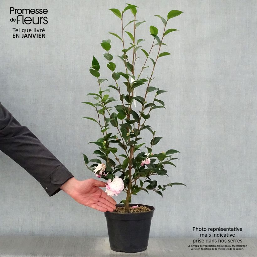 Camellia transnokoensis Sweet Jane 4L/5L pot sample as delivered in winter