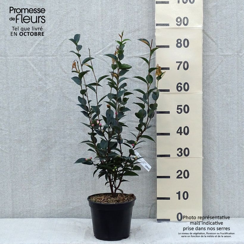 Camellia transnokoensis Sweet Jane 4L/5L pot sample as delivered in autumn