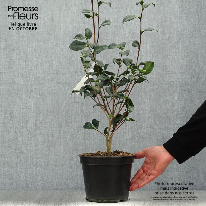 Camellia japonica Marshmallow 4L/5L pot sample as delivered in autumn