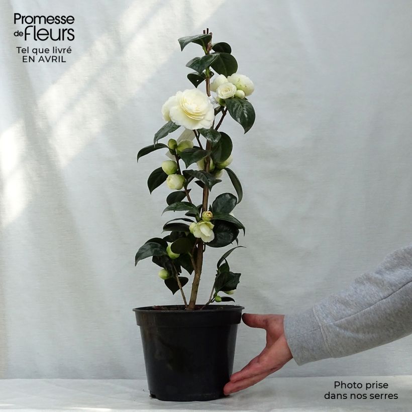 Camellia Dahlonega 4L/5L pot sample as delivered in spring