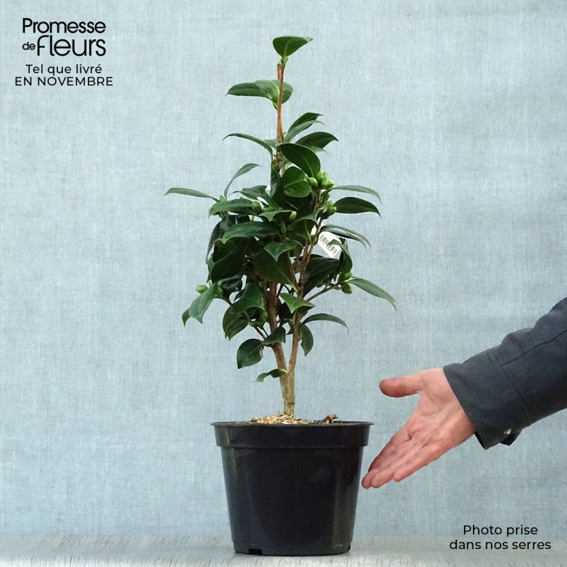 Camellia Dahlonega 4L/5L pot sample as delivered in autumn