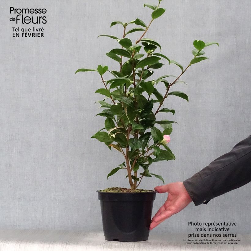 Camellia japonica Kerguelen 4L/5L pot sample as delivered in winter