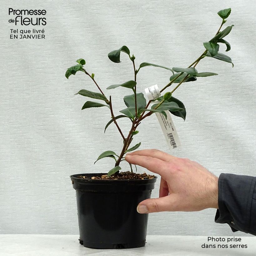 Camellia Look Away 2L/3L pot sample as delivered in winter