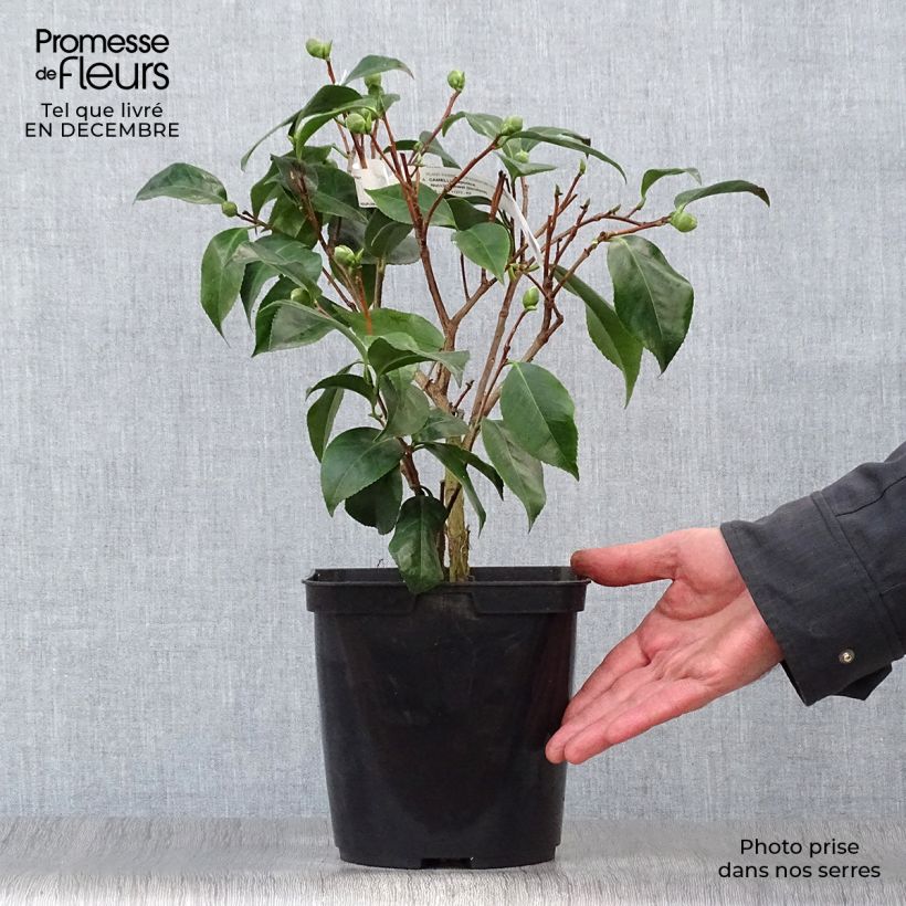 Camellia japonica Nuccios Jewel 3L/4L pot sample as delivered in winter