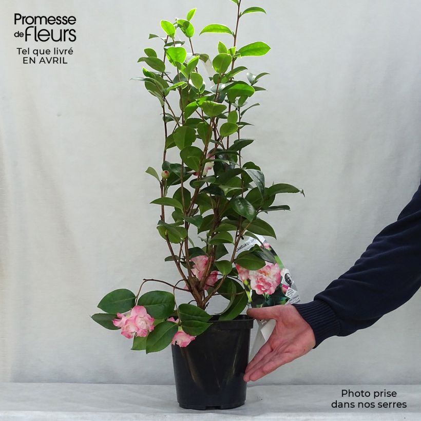 Camellia japonica Nuccios Jewel 3L/4L pot sample as delivered in spring