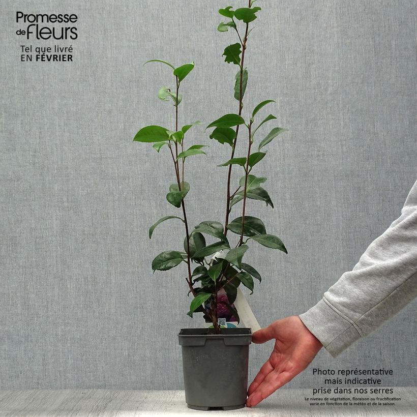 Camellia Nuccios Pearl 2L/3L pot sample as delivered in autumn