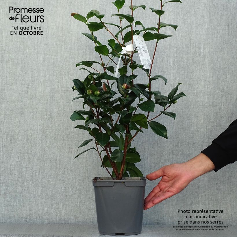 Camellia japonica Nuccios Jewel 3L/4L pot sample as delivered in autumn