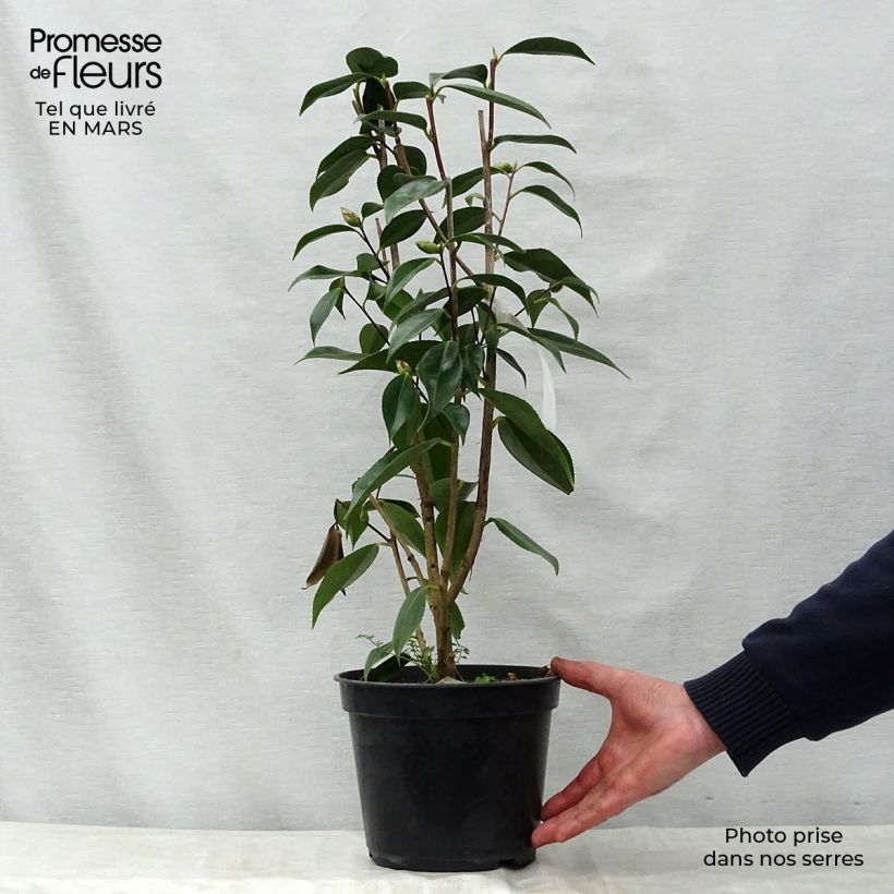 Camellia Royal Velvet 4L/5L pot sample as delivered in spring