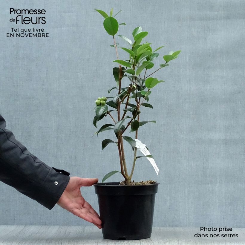 Camellia  williamsii Spring Daze 4L/5L pot sample as delivered in autumn
