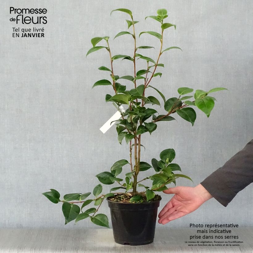Camellia Tom Thumb 4L/5L pot sample as delivered in winter