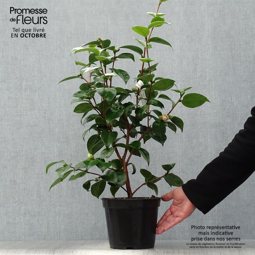 Camellia Tom Thumb 4L/5L pot sample as delivered in autumn