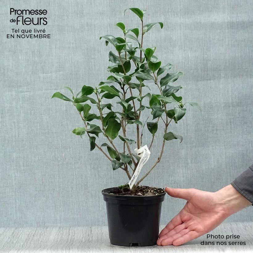 Camellia Jurys Yellow 1.5L/2L pot sample as delivered in autumn
