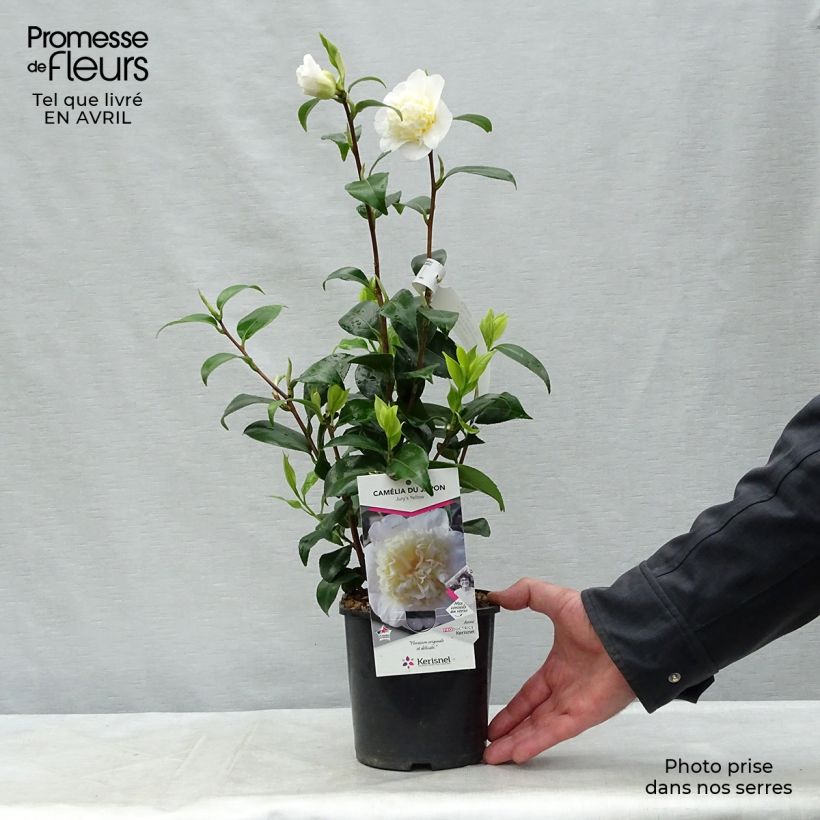 Camellia Jurys Yellow 1.5L/2L pot sample as delivered in spring