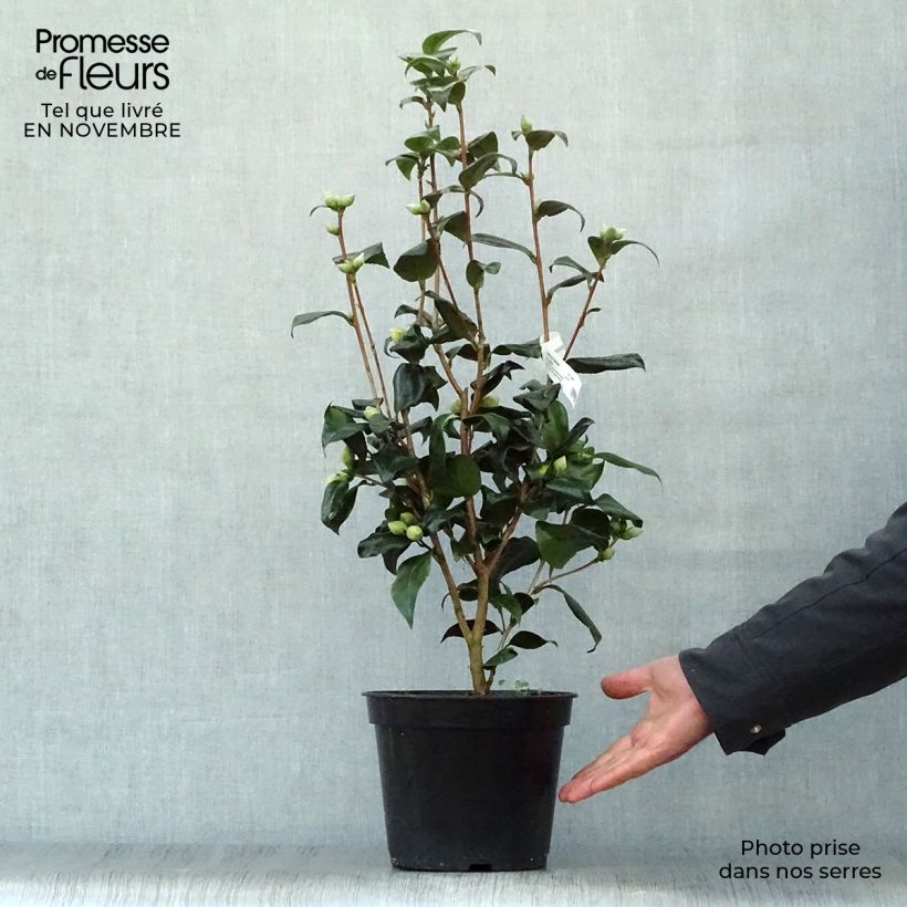 Camellia Jurys Yellow 3L/4L pot sample as delivered in autumn