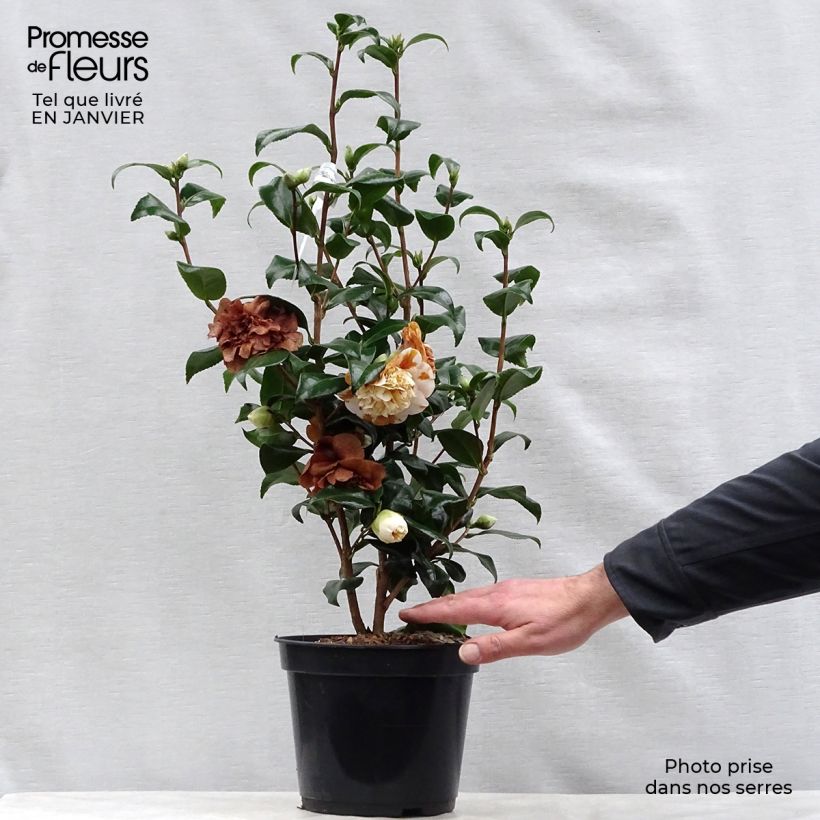 Camellia Jurys Yellow 3L/4L pot sample as delivered in winter