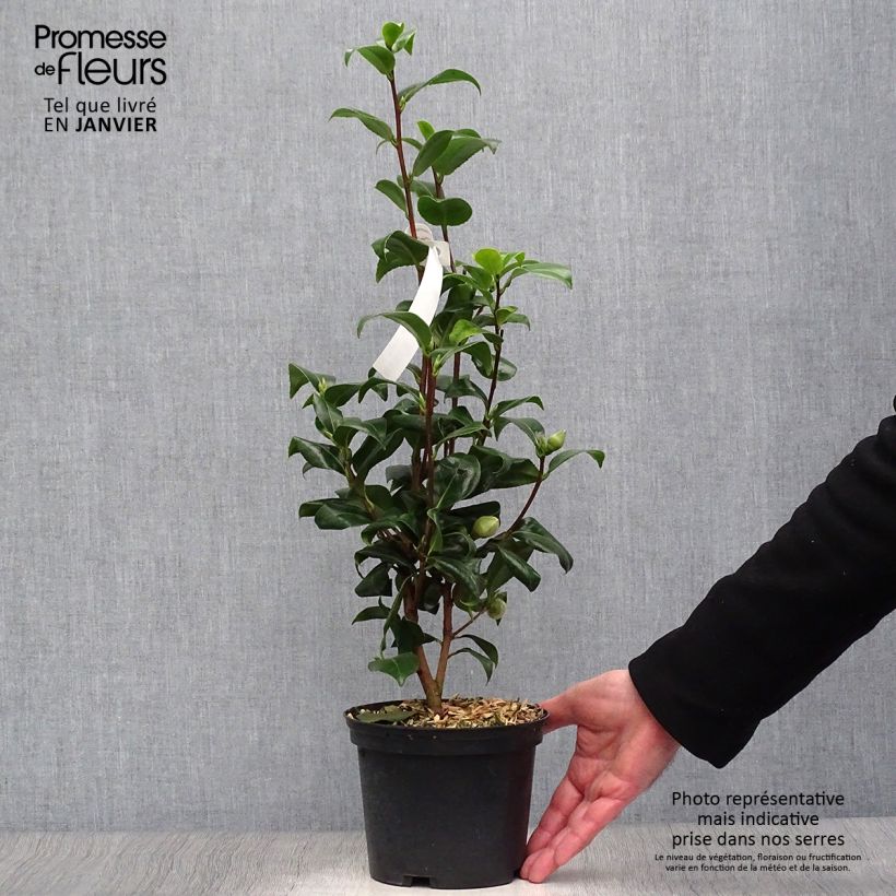 Camellia Jurys Yellow 1.5L/2L pot sample as delivered in winter