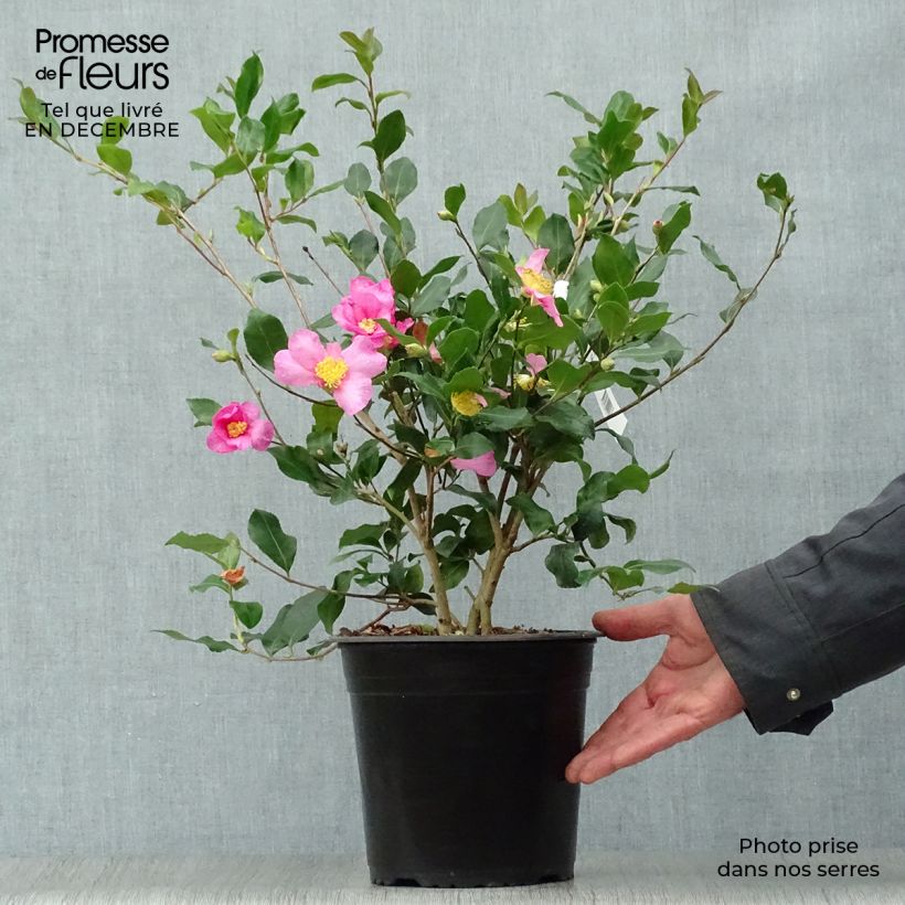 Camellia sasanqua Cleopatra 3L/4L pot sample as delivered in winter