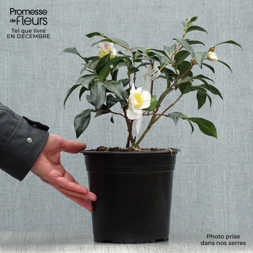 Camellia sasanqua Hinode-Gumo 4L/5L pot sample as delivered in winter