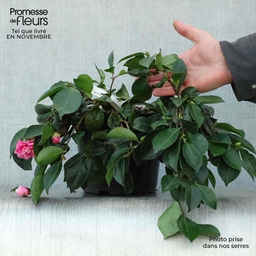 Camellia sasanqua Waterfall Pink 4L/5L pot sample as delivered in autumn
