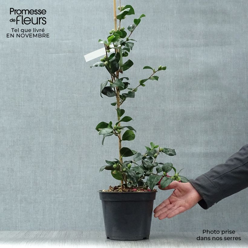 Camellia hiemalis Bonanza 3L/4L pot sample as delivered in autumn