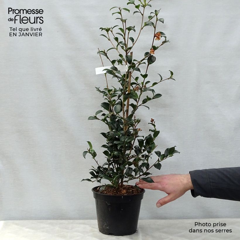 Camellia sasanqua Versicolor 3L/4L pot sample as delivered in winter