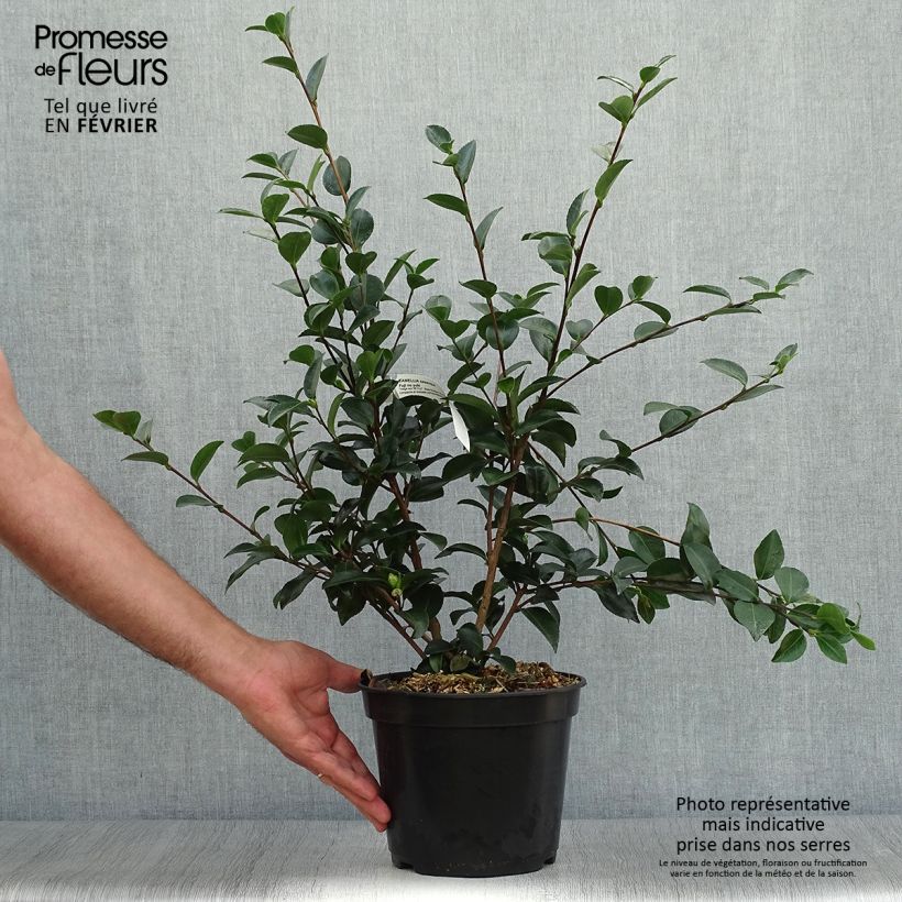Camellia sasanqua Fuji no Yuki 4L/5L pot sample as delivered in autumn