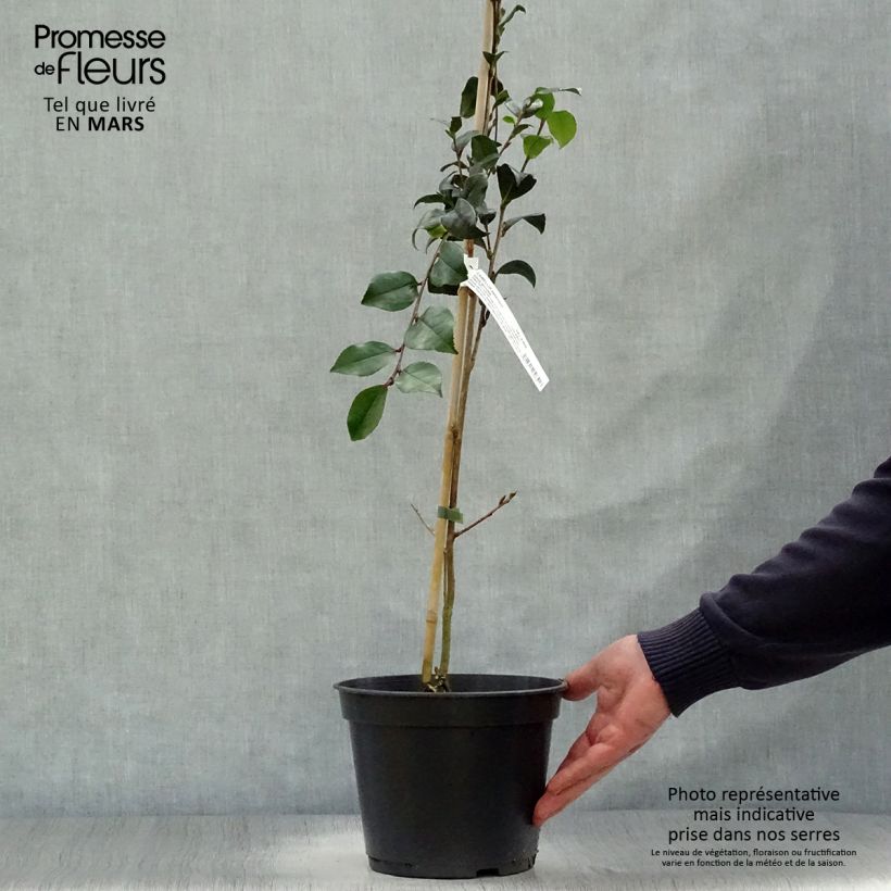 Camellia sasanqua Choji Guruma 4L/5L pot sample as delivered in spring