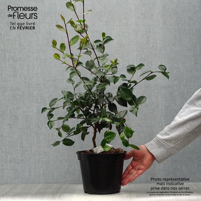 Camellia sasanqua Plantation Pink 4L/5L pot sample as delivered in autumn