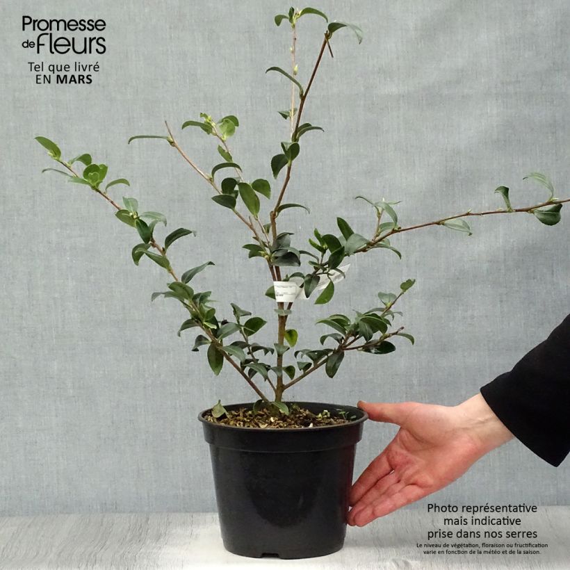 Camellia sasanqua Survivor 4L/5L pot sample as delivered in spring
