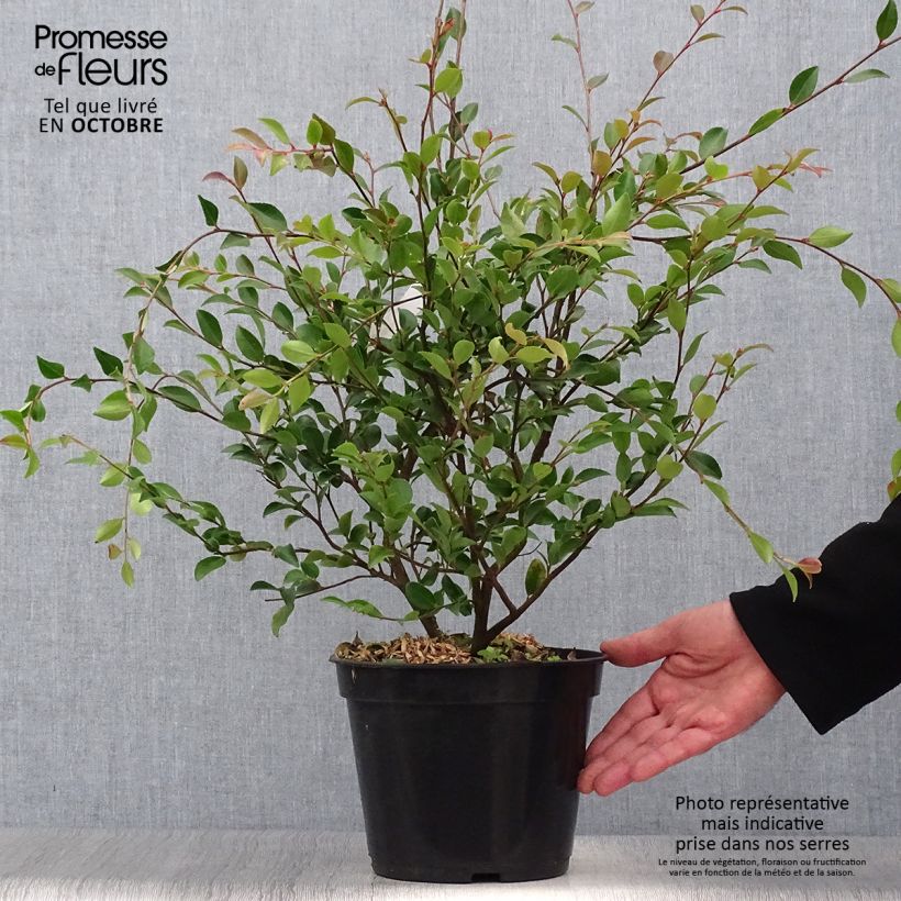 Camellia lutchuensis 4L/5L pot sample as delivered in autumn