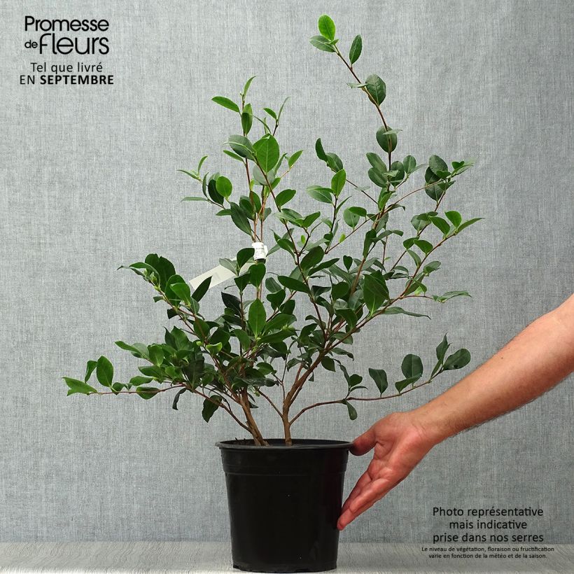 Camellia sasanqua Cleopatra 3L/4L pot sample as delivered in autumn