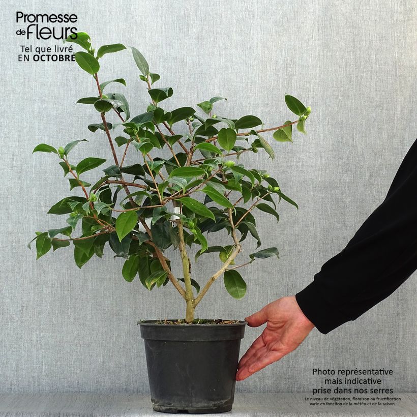Camellia Bettys Beauty 4L/5L pot sample as delivered in autumn