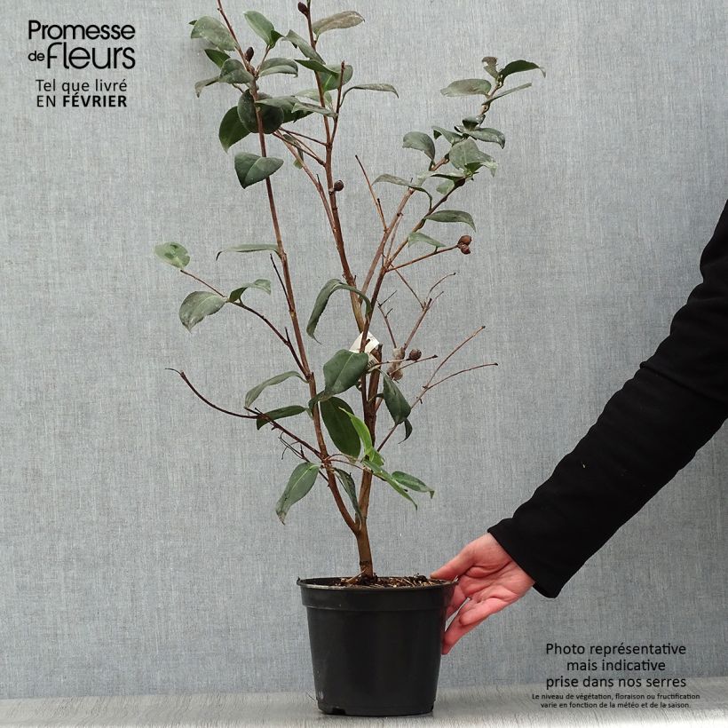 Camellia Bettys Beauty 4L/5L pot sample as delivered in winter