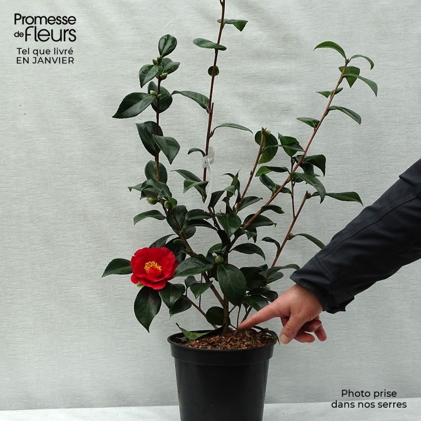 Camellia japonica San Dimas 2L/3L pot sample as delivered in winter