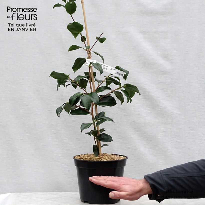 Example of Camellia japonica Chandleri Elegans 4L/5L pot as you get in hiver