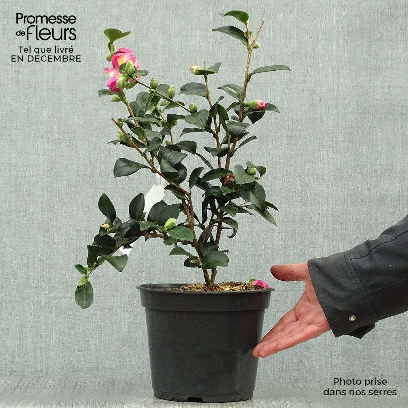 Camellia sasanqua Belinda 4L/5L pot sample as delivered in winter