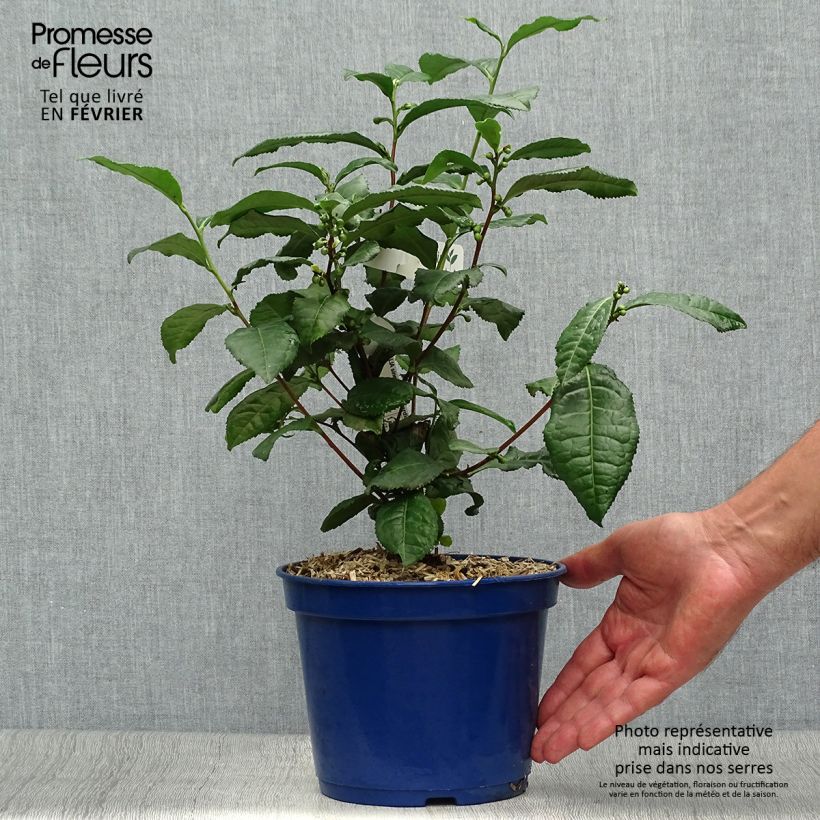 Camellia sinensis ThéOjardin 2L/3L pot sample as delivered in autumn