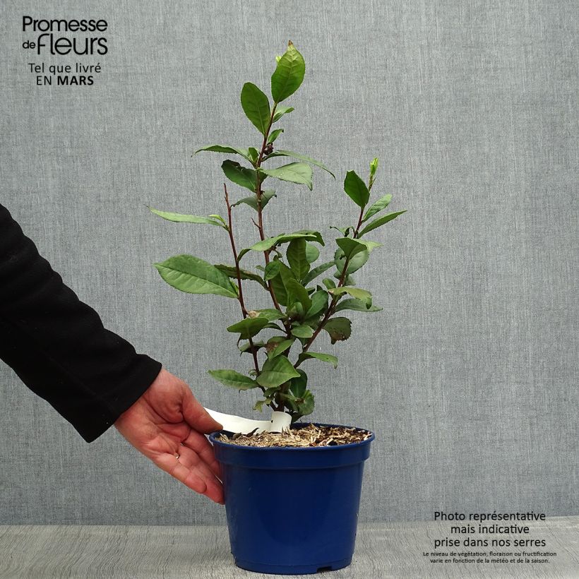 Camellia sinensis ThéOjardin 2L/3L pot sample as delivered in spring