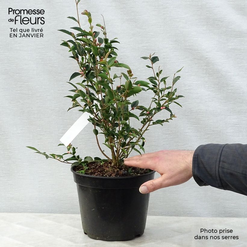 Camellia transnokoensis 4L/5L pot sample as delivered in winter