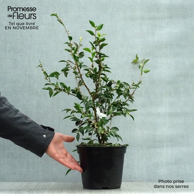 Camellia transnokoensis 4L/5L pot sample as delivered in autumn