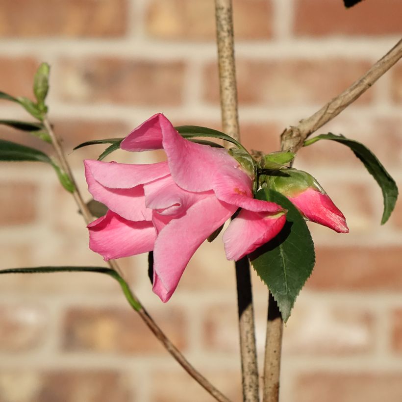 Camellia williamsii Tulip Time (Flowering)