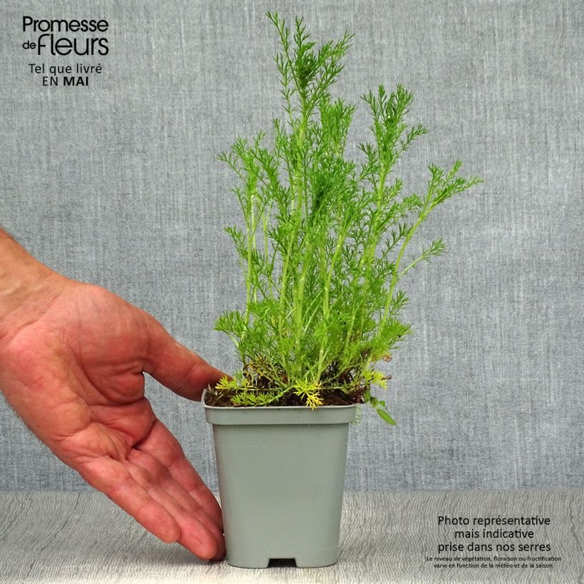 Chamaemelum nobile Ligulosum 8/9 cm pot sample as delivered in spring