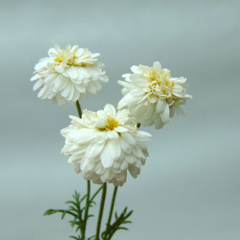 Chamaemelum nobile Treneague (Flowering)
