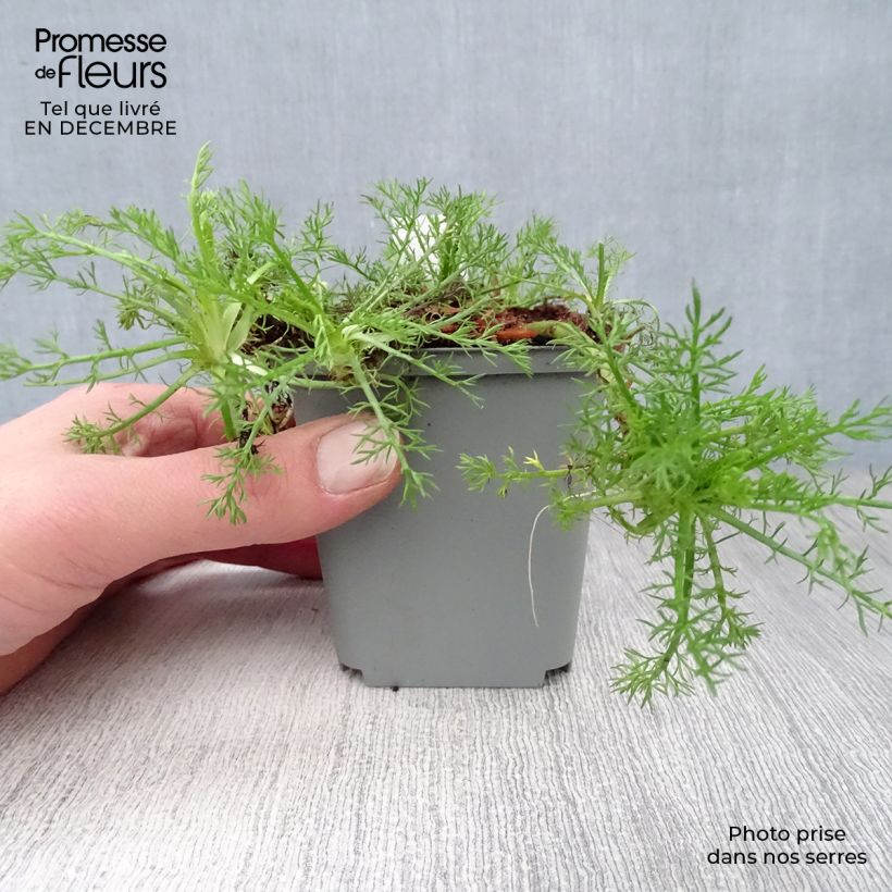 Chamaemelum nobile Treneague 8/9 cm pot sample as delivered in winter