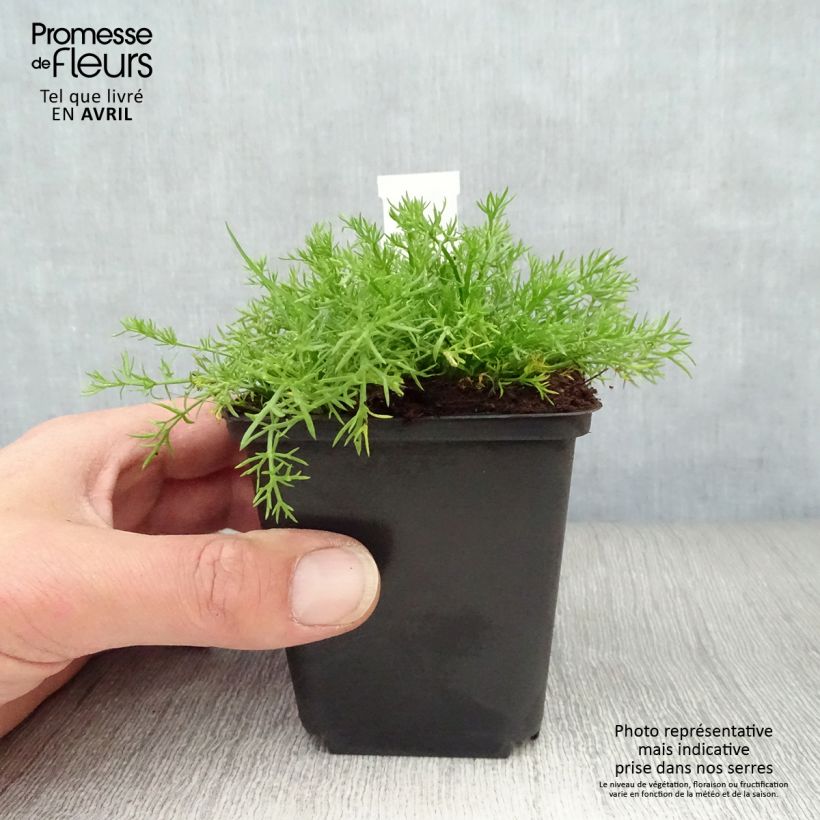 Chamaemelum nobile Treneague 8/9 cm pot sample as delivered in spring