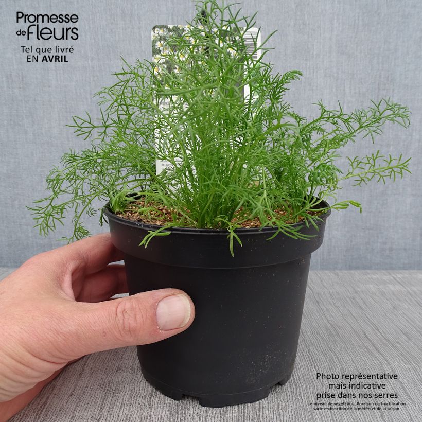 Matricaria chamomilla 1.5L/2L pot sample as delivered in spring