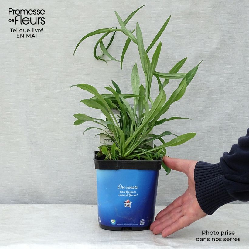 Campanula persicifolia 2L/3L pot sample as delivered in spring