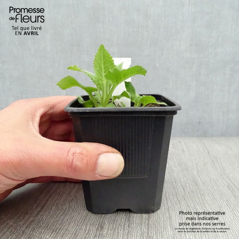 Campanula Sarastro 8/9 cm pot sample as delivered in spring